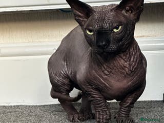 Sphynx cats Proven TICA Bambino sphynx for Stud - Advert 4