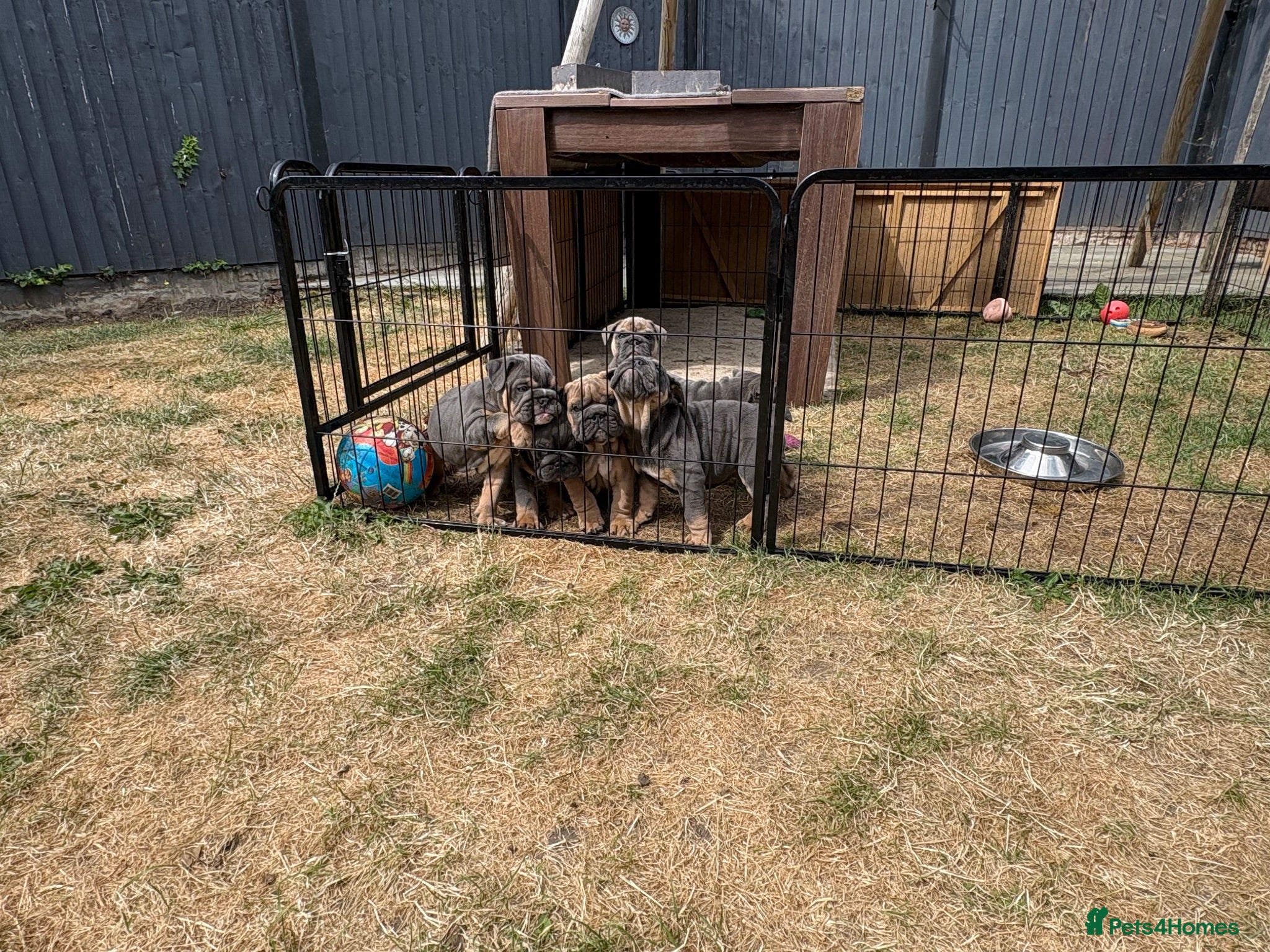 English Bulldog dogs Beefcake and Little Blue - Advert 4