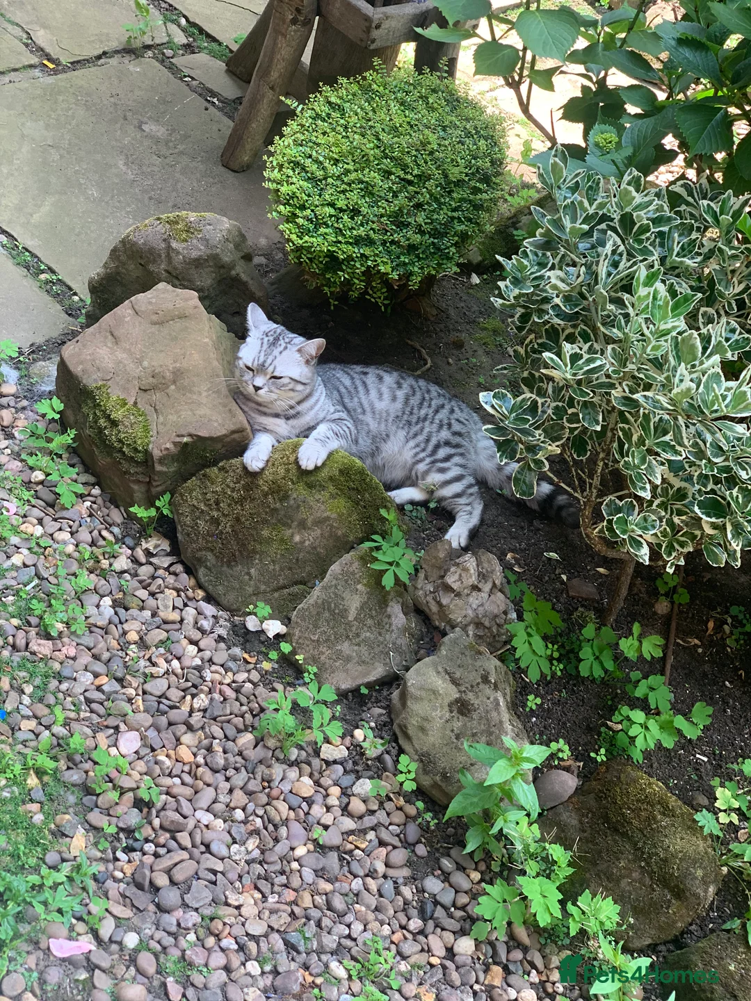 British Shorthair cats for sale: British shorthair - Advert 2