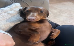 Miniature Dachshund dogs for sale: Miniature Dachshund - 11 months old  - Image 8