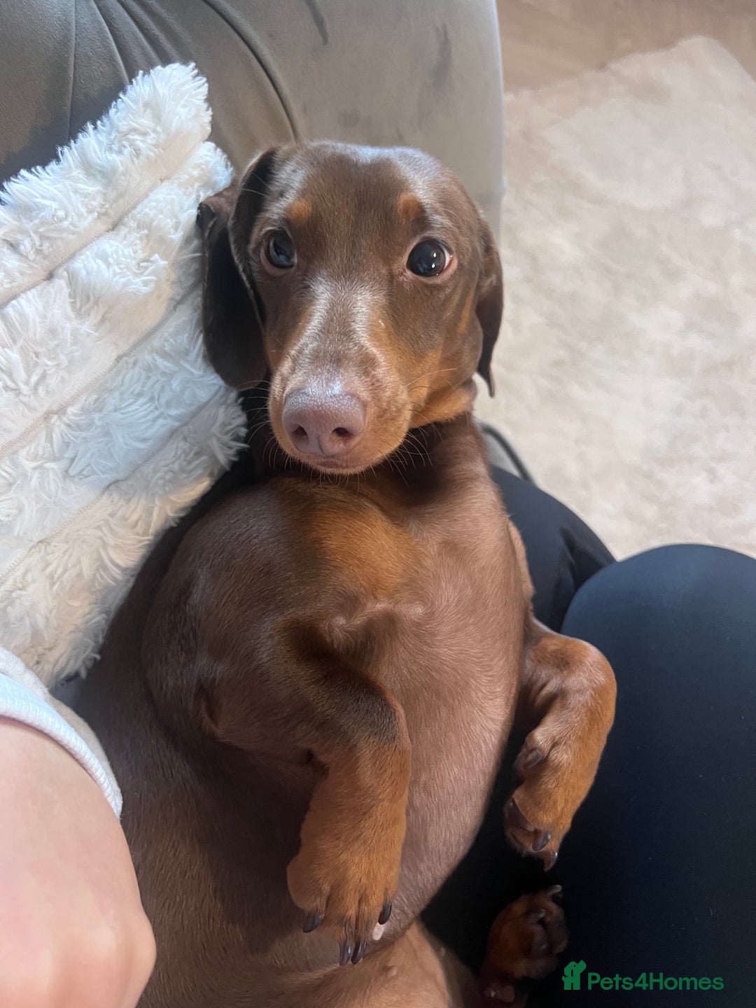 Miniature Dachshund dogs for sale: Miniature Dachshund - 11 months old  - Image 8