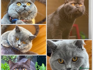 British Shorthair cats for stud in Slough - Advert 1