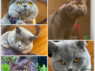 British Shorthair cats GCCF British Shorthair Blue&Chocolate Champions - Advert 8