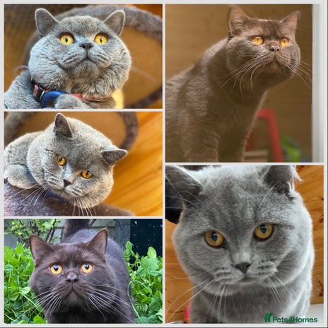 British Shorthair cats in Slough - Advert 11