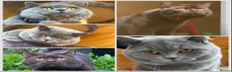 British Shorthair cats for stud: GCCF British Shorthair Blue&Chocolate Champions - Advert 1