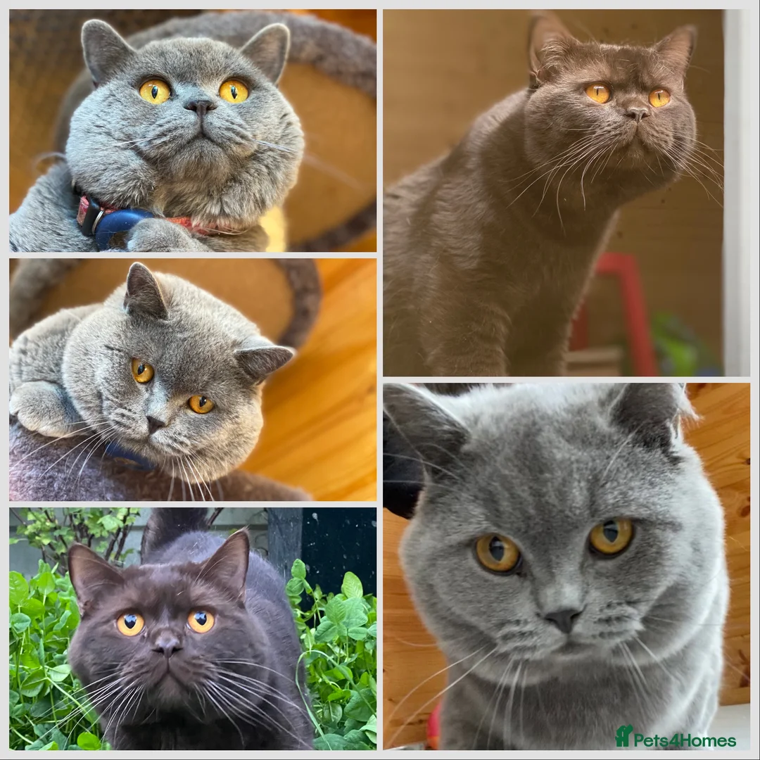 British Shorthair cats for stud: GCCF British Shorthair Blue&Chocolate Champions - Advert 1