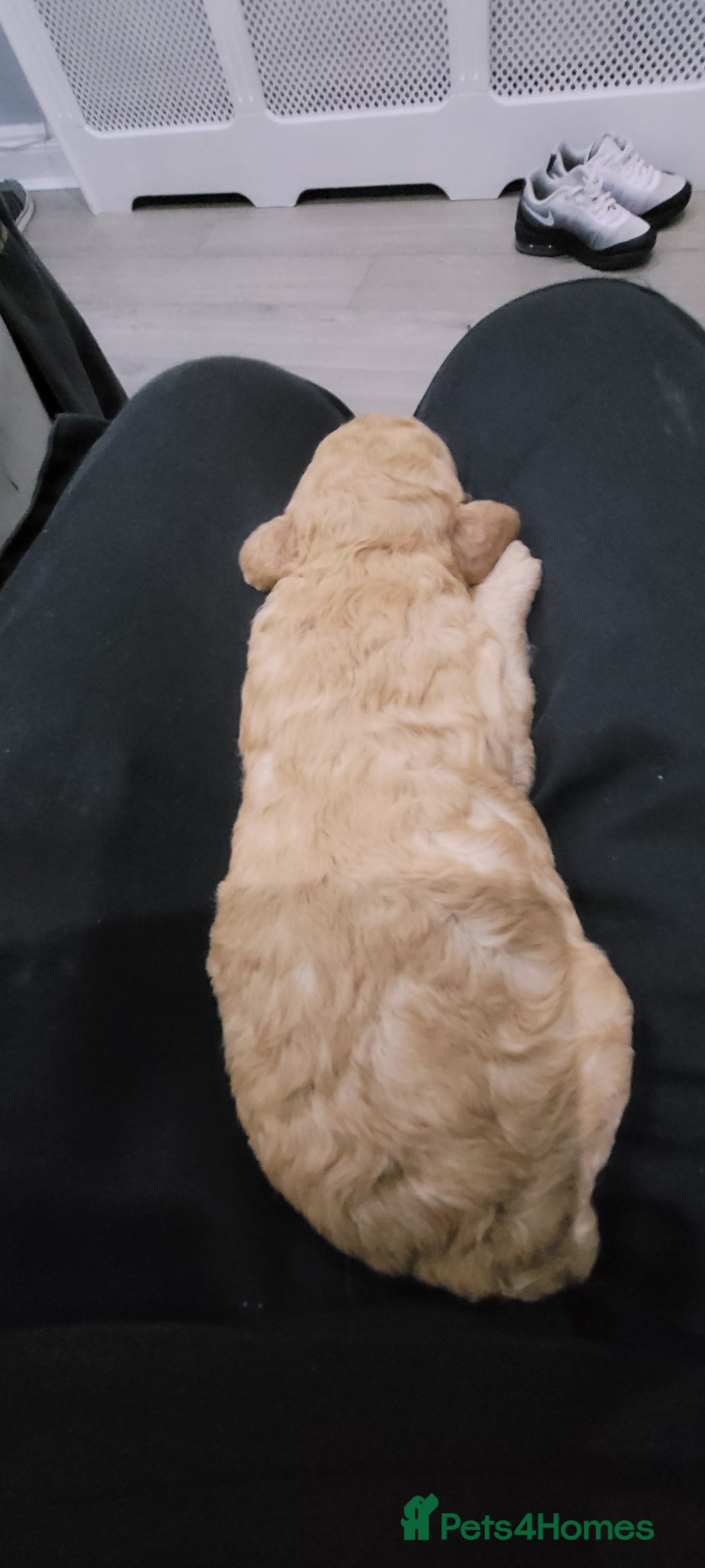 Cockapoo dogs for sale: F3b Merle Cockapoos - Image 10