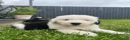 Old English Sheepdog dogs for sale:  Blue Eyes Old English Sheepdog Puppies  - Advert 9