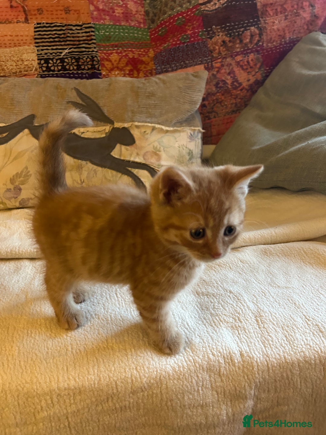 Persian cats for sale: GORGEOUS PERSIAN X KITTENS - Advert 15