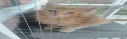 Maine Coon cats for sale: 4 Beautiful Full Maine Coon Kittens Ginger Girl - Advert 14