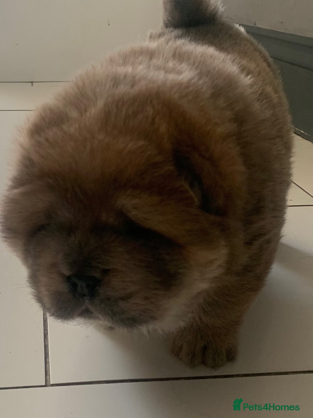 Chow Chow dogs for sale: Stunning male kc chow chow  - Advert 11