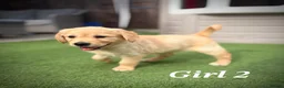 Golden Retriever dogs for sale: Kc registered golden retriever puppies !!! - Advert 17