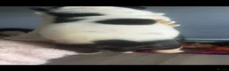 American Bully dogs for sale: RemiXzorro breeding  - Advert 9