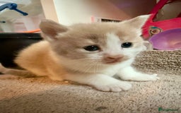 British Shorthair cats for sale: 🐾Turkish Angora × British Blue Kittens Ready Soon - Image 16