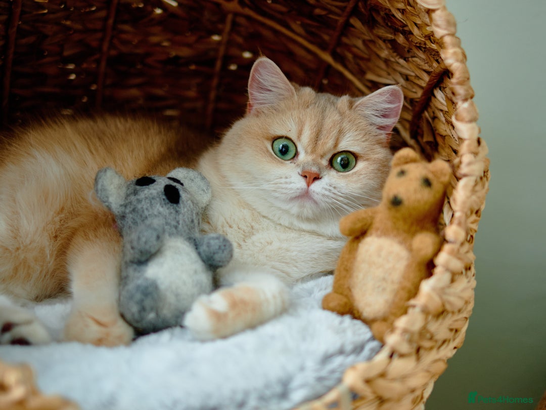 British Longhair cats for sale: Golden British Longhair Kitten - Advert 10