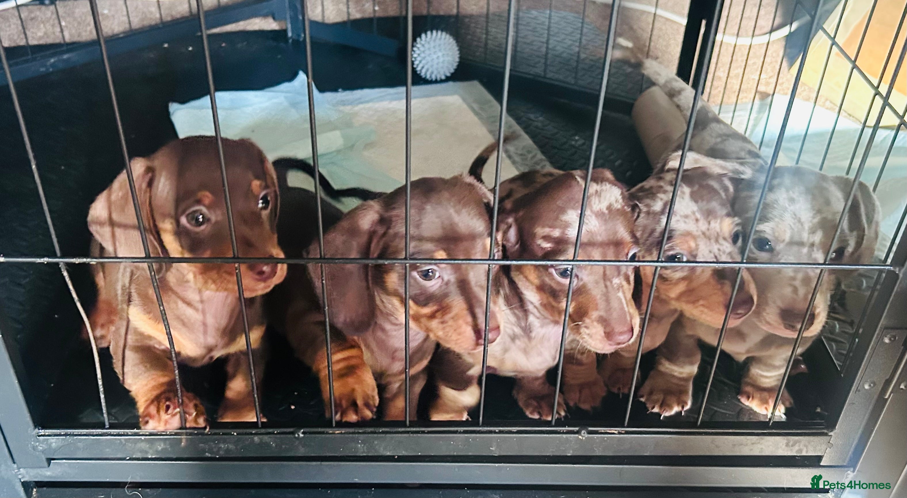 Miniature Dachshund dogs Miniature Dachshund Dapple Puppies  - Advert 13