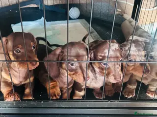 Miniature Dachshund dogs Miniature Dachshund Dapple Puppies - Advert 4