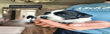 English Springer Spaniel 2
