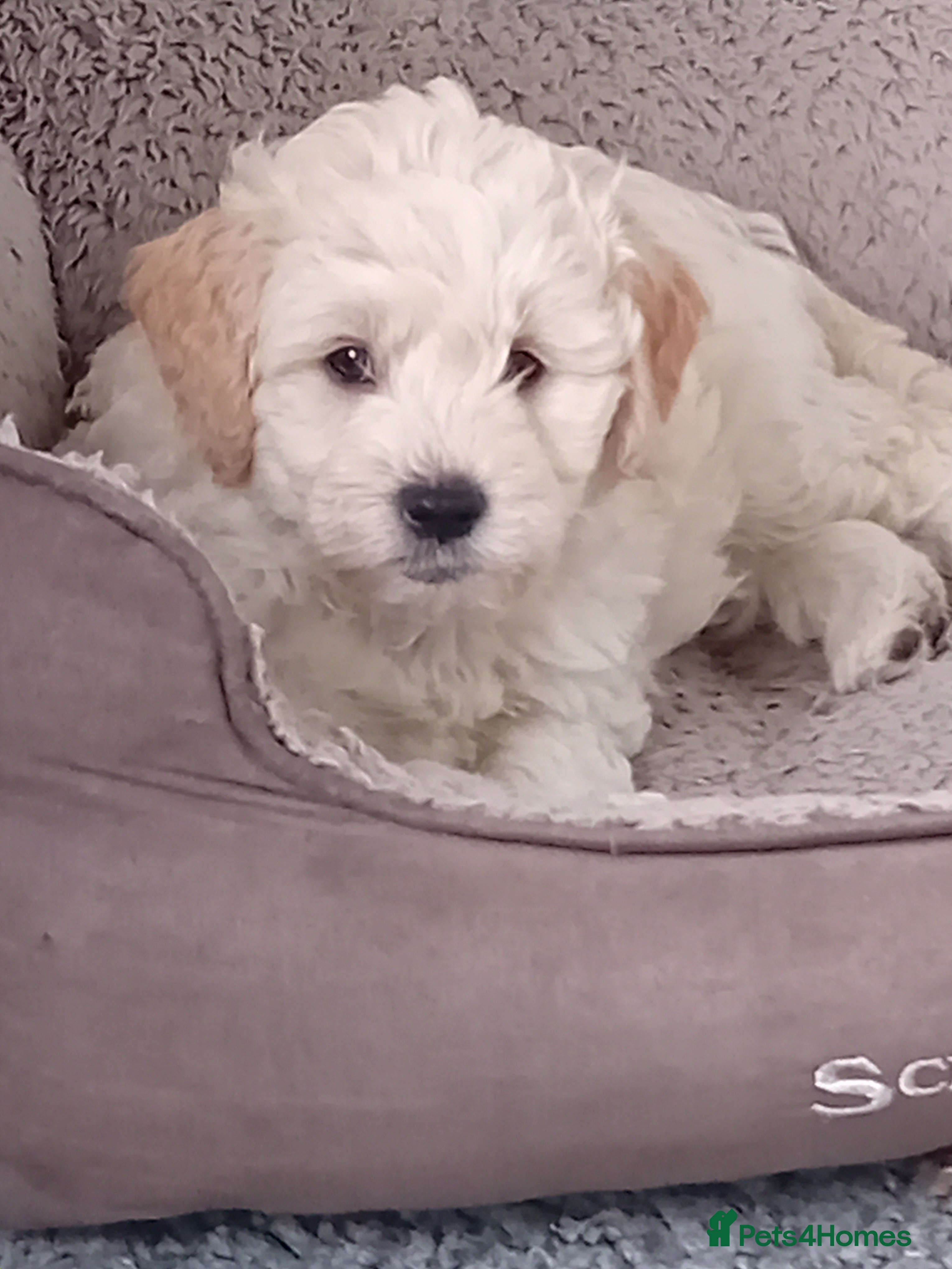 Mini Goldendoodle dogs Gorgeous Miniature Double Doodle puppies  - Advert 6