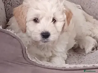 Mini Goldendoodle dogs Gorgeous Miniature Double Doodle puppies - Advert 6