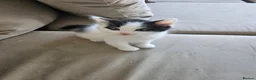British Longhair cats for sale: 6 Longhaired Kittens White/Black/Tuxedo Mixed etc. - Advert 17