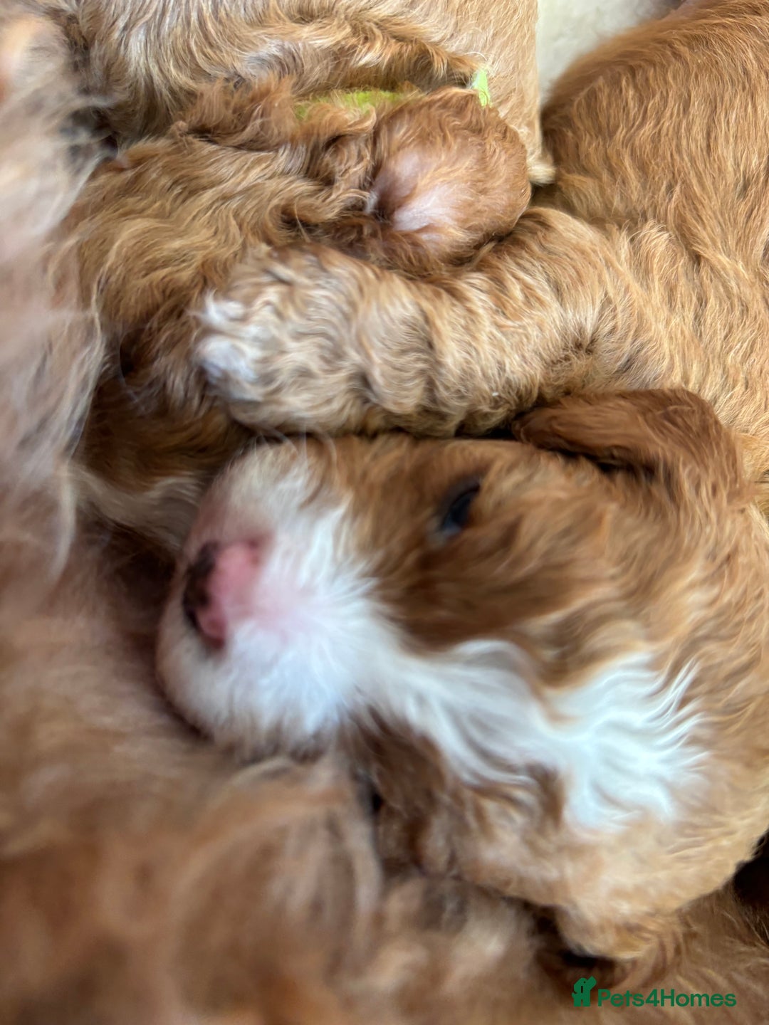 Cavapoo dogs for sale: Mr cavapoo F1B  - Image 13