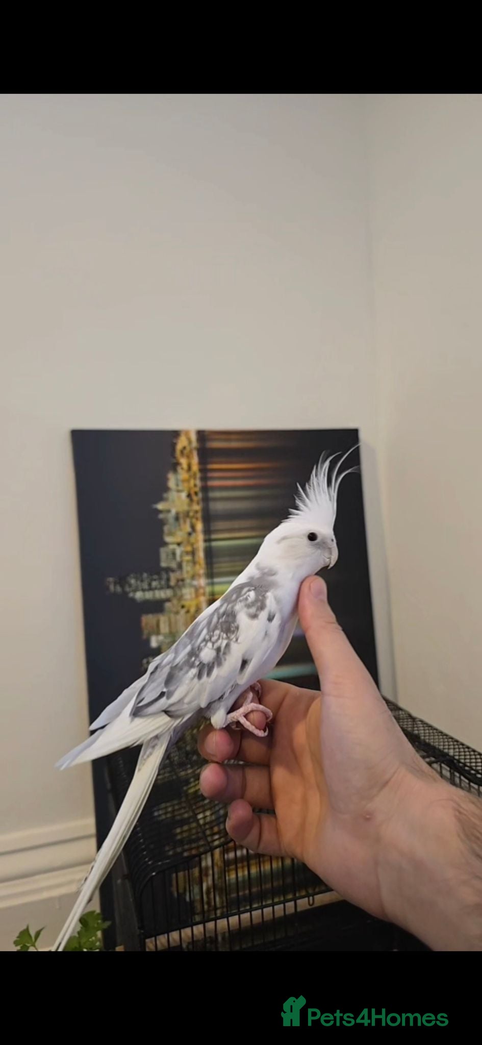 Cockatiels birds Hand tame cocktail  - Advert 1