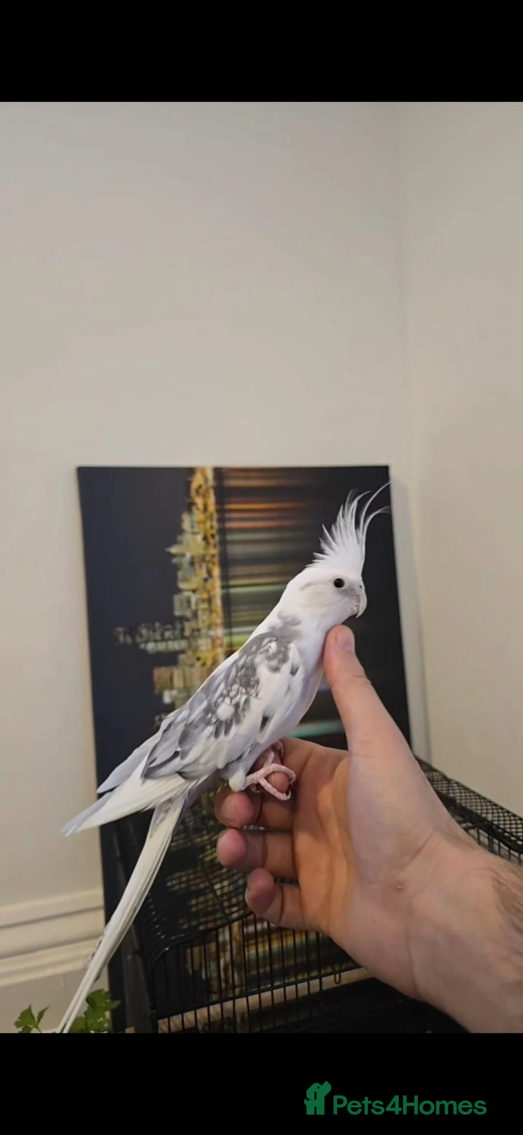 Cockatiels birds for sale: Hand tame cocktail  in Oswestry - Advert 1