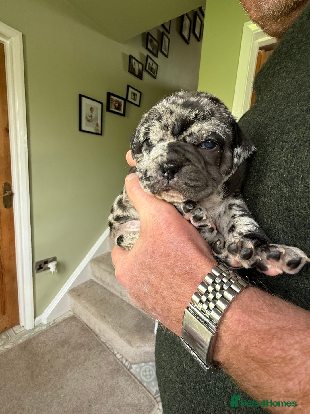 Mixed Breed dogs for sale: Cute Olde English Bulldog & Pug/Frenchie 4 sale - Image 10