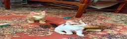 Mixed Breed cats for sale: 4 Beautiful Kittens in Erith - Advert 2