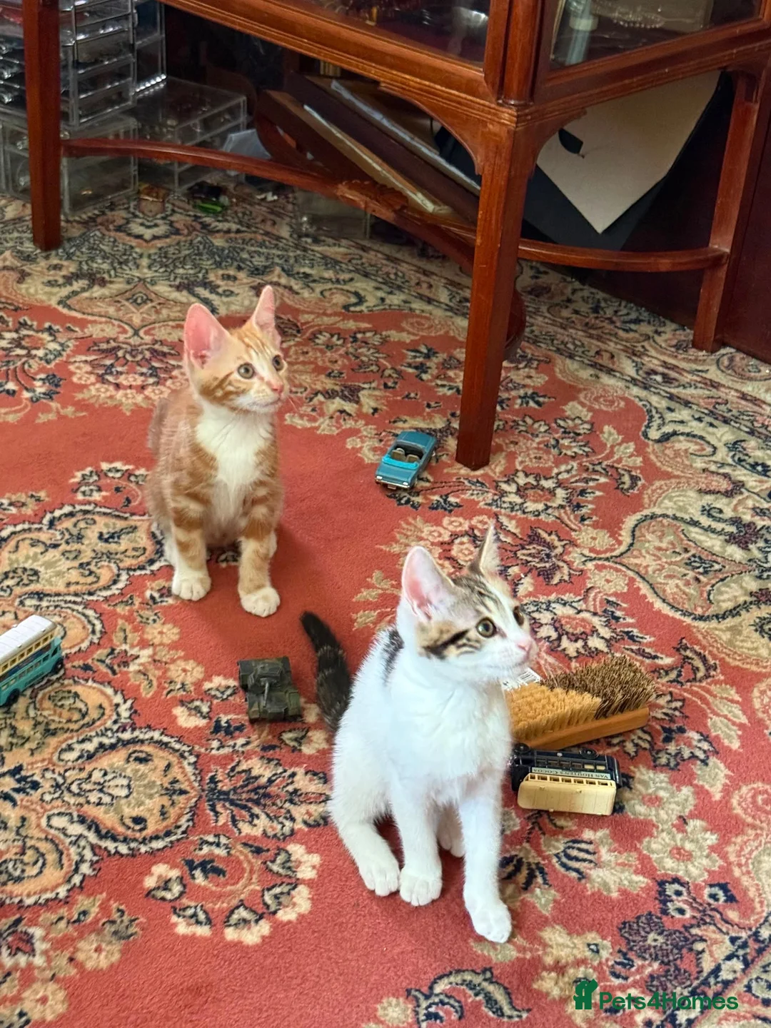 Mixed Breed cats for sale: 4 Beautiful Kittens in Erith - Advert 2
