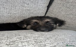 German Shepherd dogs for sale: Ready now 🥰 GSD puppies health tested parents - Image 6