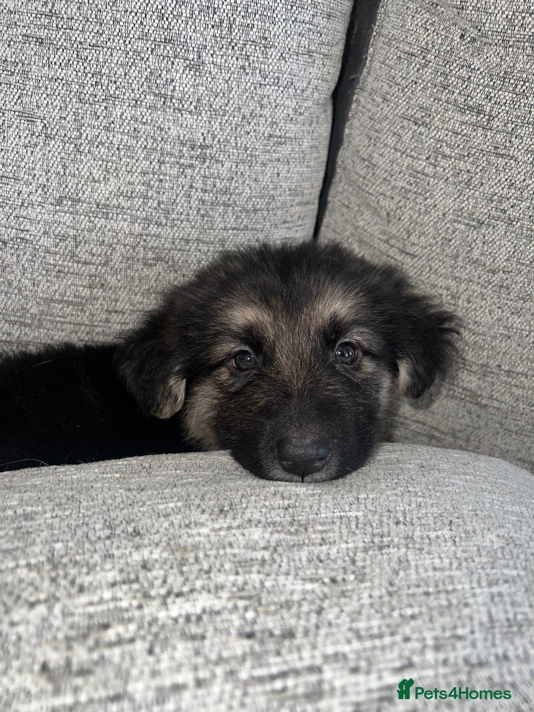 German Shepherd dogs for sale: Ready now 🥰 GSD puppies health tested parents - Image 6