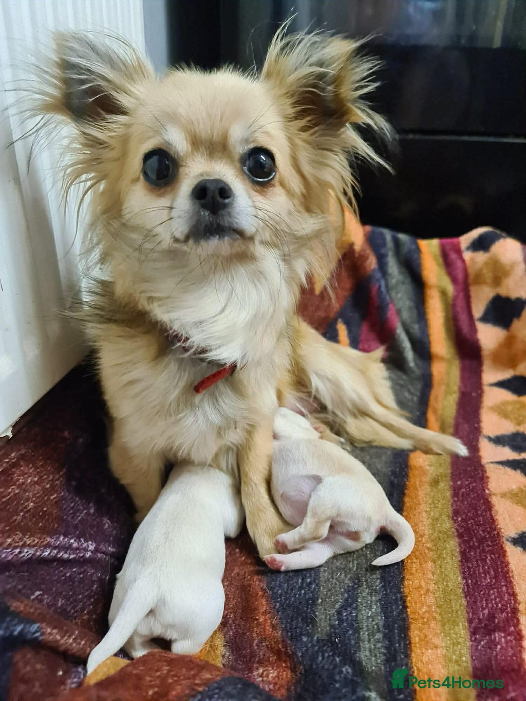 Chihuahua dogs for sale: Rare white  **  Chihuahua- girls  - Advert 1