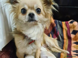 Chihuahua dogs Rare white ** Chihuahua- girls - Advert 5