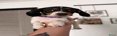 Dachshund 3
