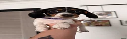Dachshund dogs for sale: 4 adorable small dachshund girls available  - Advert 4