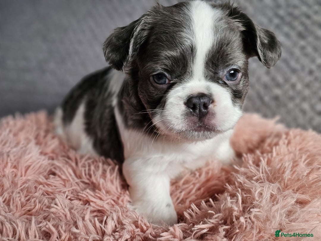 French Bulldog dogs for sale: Beautiful Fluffy French bulldogs - Image 4