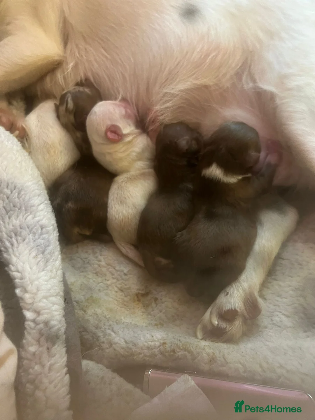 Chihuahua dogs for stud: Chocolate Tri  for stud in Ipswich - Advert 17