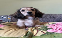 Miniature Dachshund dogs for sale: KCreg Mini Long Haired Dachshund LAST GIRL - Image 22