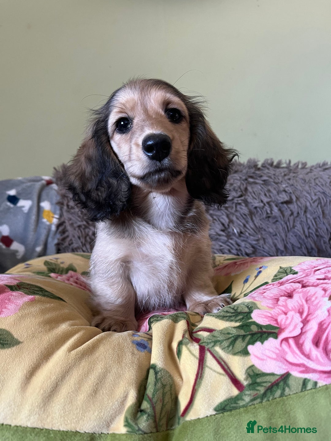 Miniature Dachshund dogs for sale: KCreg Mini Long Haired Dachshund LAST GIRL - Image 22