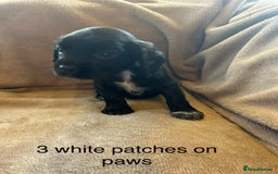 Cocker Spaniel dogs for sale: Cocker spaniel puppies - Image 2