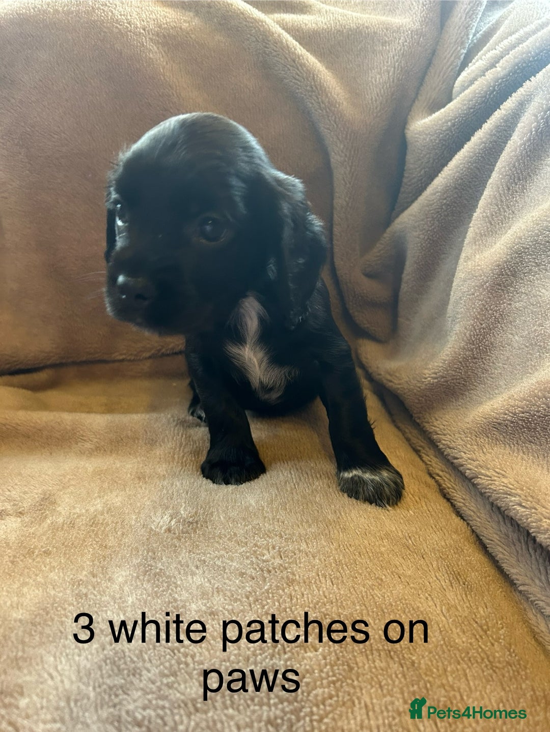 Cocker Spaniel dogs for sale: Cocker spaniel puppies - Image 2