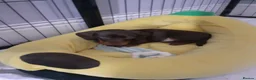 Miniature Dachshund dogs for sale: Miniature chocolate dac - Advert 3