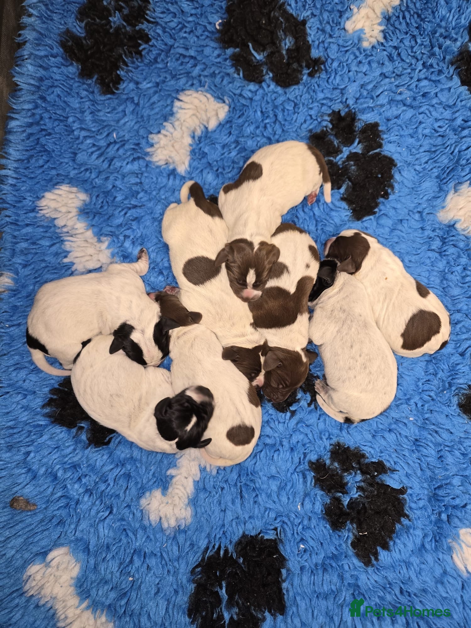 German Shorthaired Pointer dogs German Shorthaired Pointer pups - Advert 13