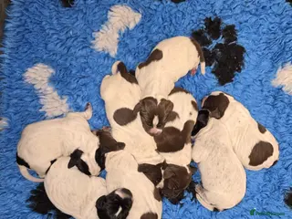 German Shorthaired Pointer dogs German Shorthaired Pointer pups - Advert 13