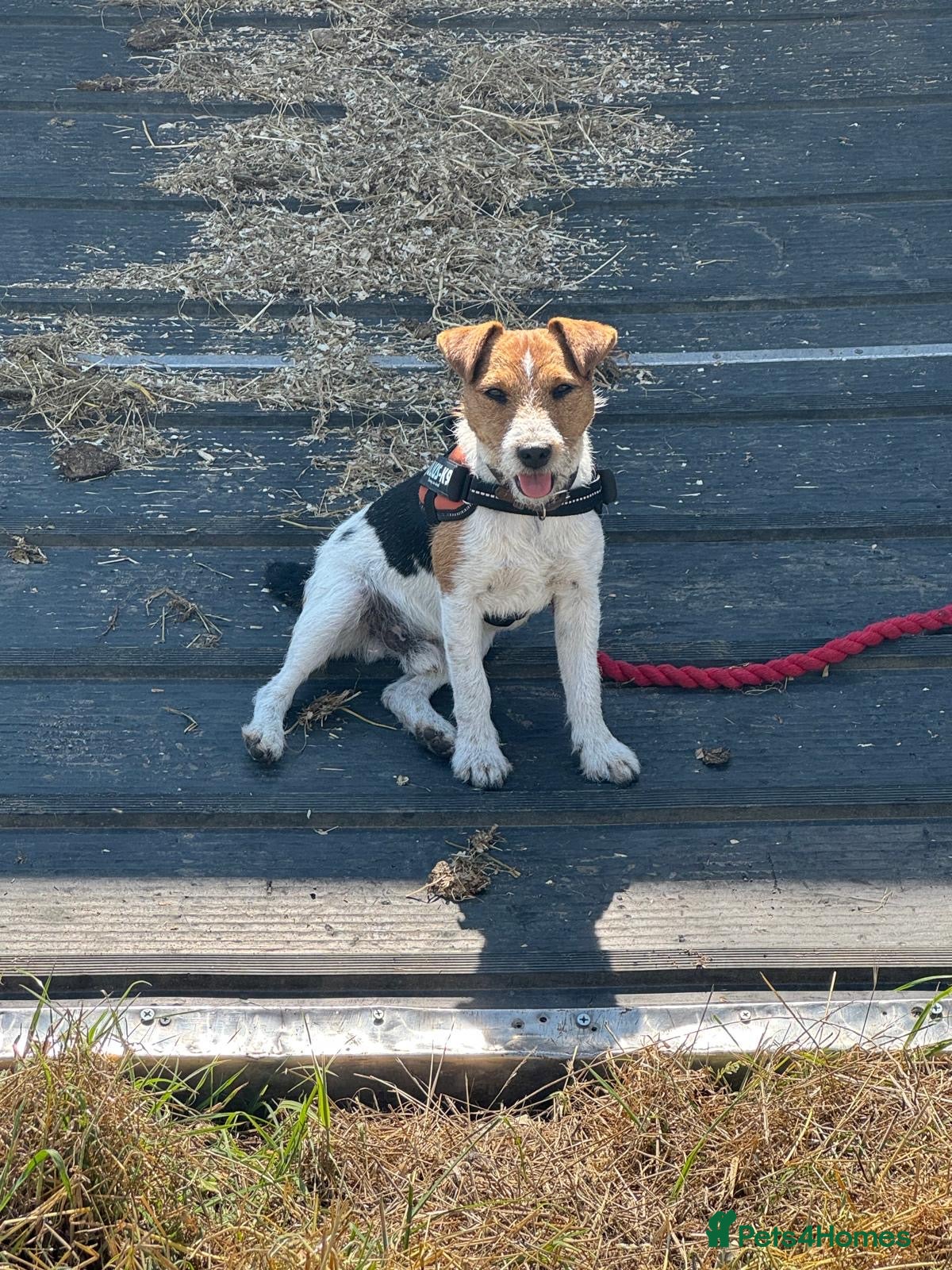 Jack Russell dogs Jack Russell Stud Dog  - Advert 1