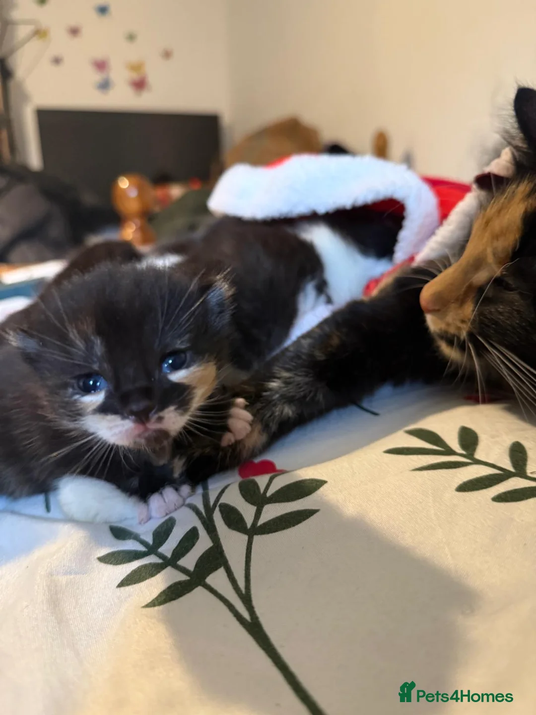 Mixed Breed cats for sale: Lovely kittens looking for new loving parents. - Advert 16