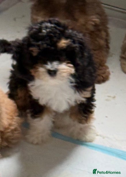 Cavapoo dogs 1 TRI COLOURED GIRL AVAILABLE, READY NOW  - Advert 15
