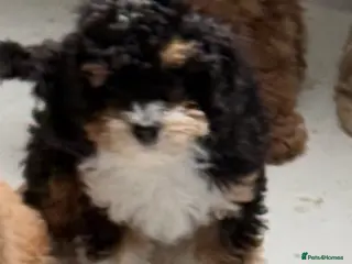 Cavapoo dogs 1 TRI COLOURED GIRL AVAILABLE, READY NOW - Advert 15